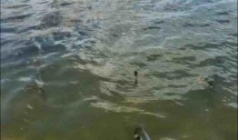 四川水库钓鱼爆料 新闻,惊现珍稀鱼种引关注