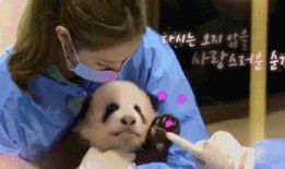 爆料熊猫事件视频大全最新